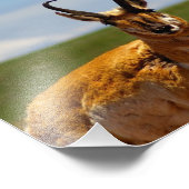 Antelope Fotodruck (Ecke)