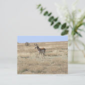 Antelope in Profile Postkarte (Stehend Vorderseite)