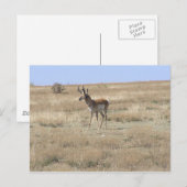 Antelope in Profile Postkarte (Vorne/Hinten)