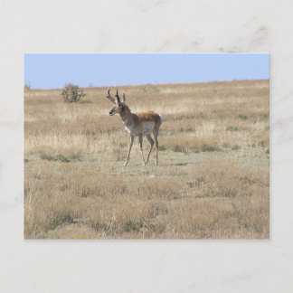 Antelope in Profile Postkarte