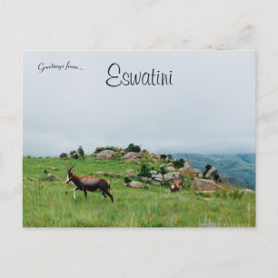 Antelope in Swasiland Nationalpark Eswatini Postkarte