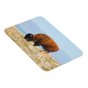 Antelope Island, Utah Magnet