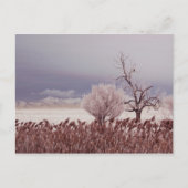 Antelope Island - Utah - Postkarte gefroren (Vorderseite)