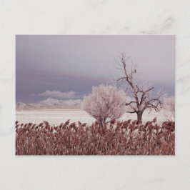 Antelope Island - Utah - Postkarte gefroren