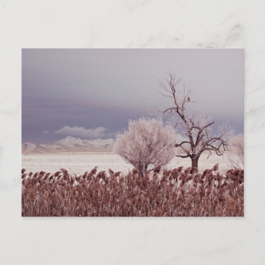 Antelope Island - Utah - Postkarte gefroren (Vorderseite)