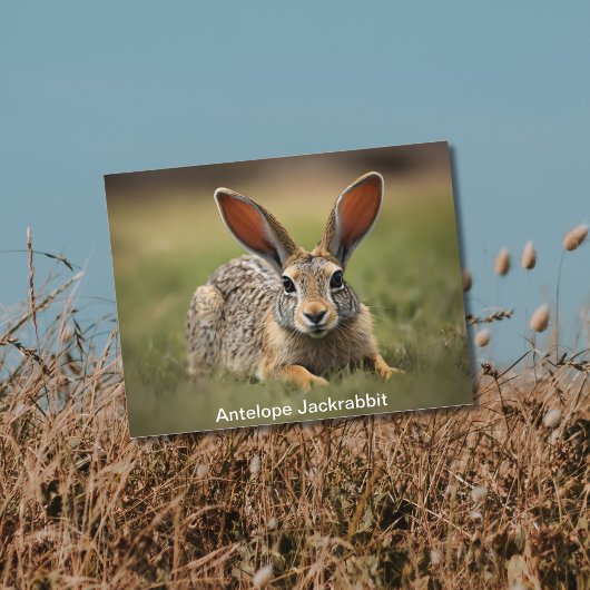 Antelope Jackkaninchen auf Gras Postkarte