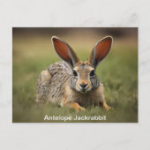 Antelope Jackkaninchen auf Gras Postkarte (Vorderseite)