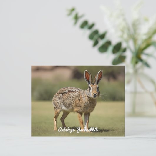 Antelope Jackrabbit stehend auf Gras Postkarte (Stehend Vorderseite)