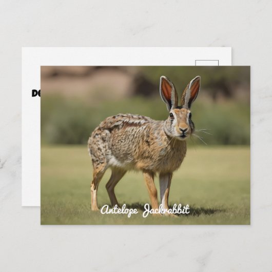 Antelope Jackrabbit stehend auf Gras Postkarte (Vorne/Hinten)
