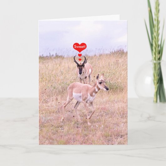 Antelope Liebe Card Feiertagskarte (Vorderseite)