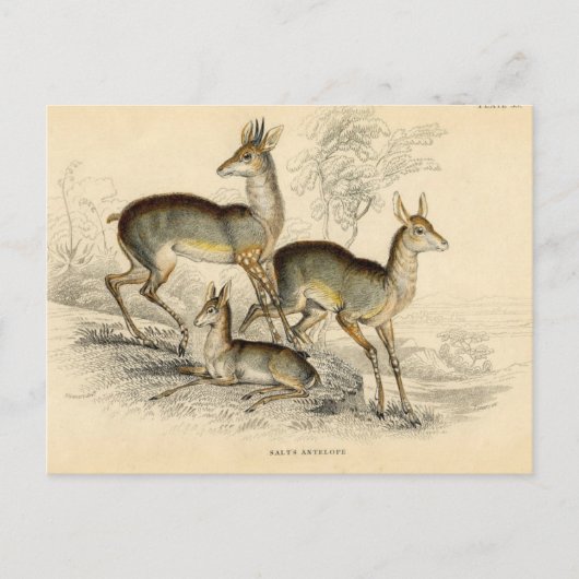 Antelope Postcard Postkarte (Vorderseite)