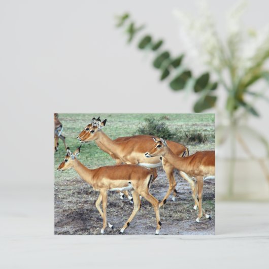 Antelope Postkarte (Stehend Vorderseite)