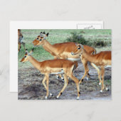 Antelope Postkarte (Vorne/Hinten)