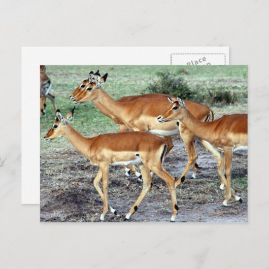 Antelope Postkarte (Vorne/Hinten)