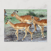 Antelope Postkarte (Vorderseite)