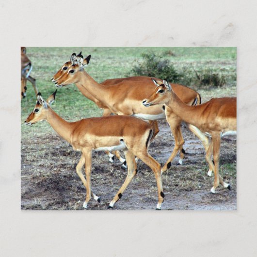 Antelope Postkarte (Vorderseite)