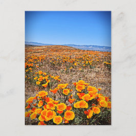Antelope Valley California Poppy Reserve Postkarte