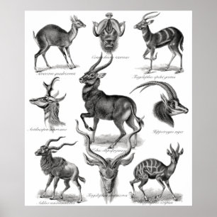 Antelopes Poster