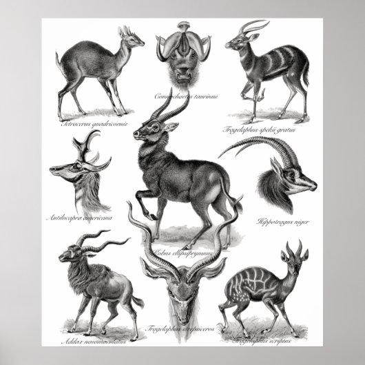 Antelopes Poster (Vorne)