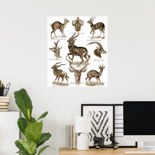 Antelopes Poster (Heimbüro)