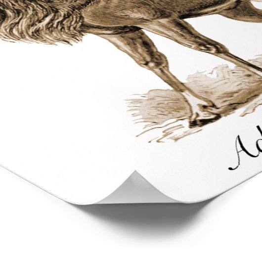 Antelopes Poster (Ecke)