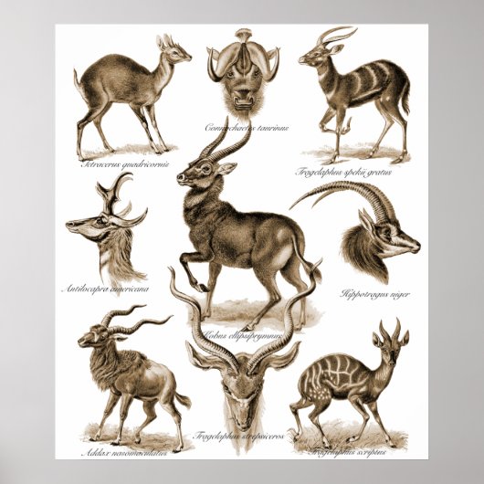 Antelopes Poster (Vorne)