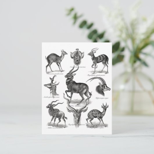 Antelopes Postkarte (Stehend Vorderseite)