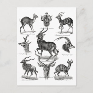 Antelopes Postkarte