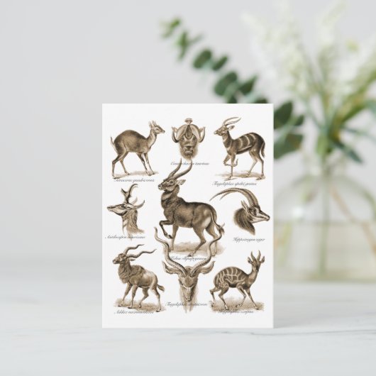 Antelopes Postkarte (Stehend Vorderseite)