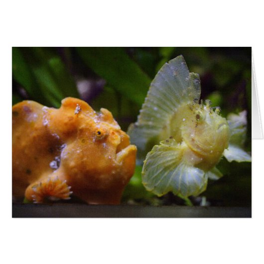 Antennarius commerson & Taenianotus triacanthus (Vorderseite (Horizontal))