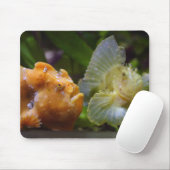 Antennarius commerson & Taenianotus triacanthus Mousepad (Mit Mouse)