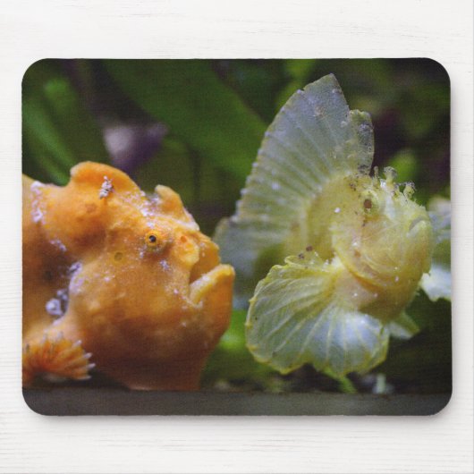 Antennarius commerson & Taenianotus triacanthus Mousepad (Vorne)
