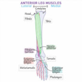Anterior Lee Muscles DITKI Magnet Aufkleber (Vorderseite)