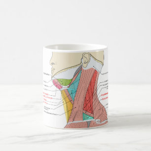 Anteriore Anatomische Muskeln im hinteren Dreieck Kaffeetasse
