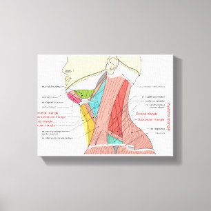 Anteriore Anatomische Muskeln im hinteren Dreieck Leinwanddruck