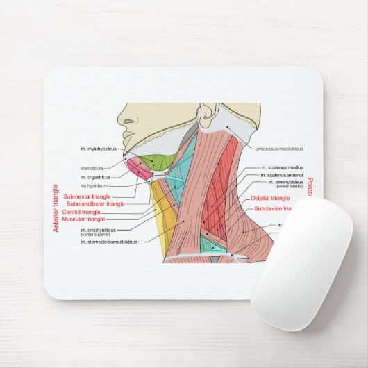 Anteriore Anatomische Muskeln im hinteren Dreieck Mousepad (Mit Mouse)