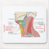 Anteriore Anatomische Muskeln im hinteren Dreieck Mousepad (Vorne)