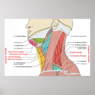 Anteriore Anatomische Muskeln im hinteren Dreieck Poster
