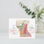 Anteriore Anatomische Muskeln im hinteren Dreieck Postkarte (Stehend Vorderseite)