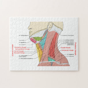 Anteriore Anatomische Muskeln im hinteren Dreieck Puzzle