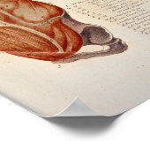 Anteriore Brustmuskulatur Anatomie Drucken Französ Poster (Ecke)