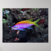 Anthia Poster (Vorne)