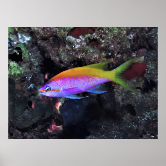 Anthia Poster (Vorne)