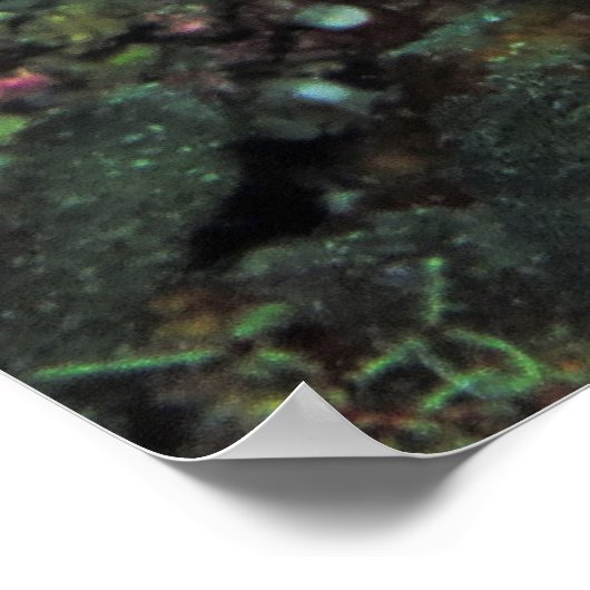 Anthia Poster (Ecke)