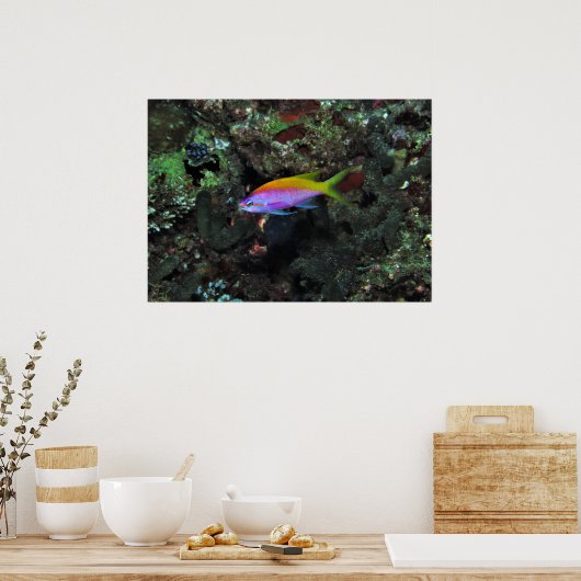 Anthia Poster (Küche)