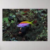 Anthia Poster (Vorne)