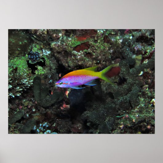 Anthia Poster (Vorne)