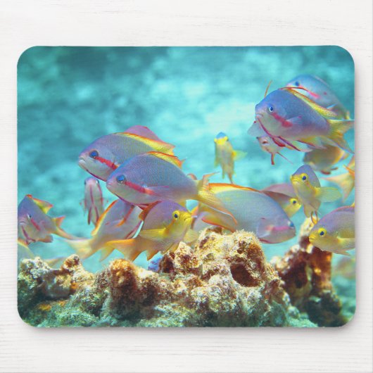 Anthias - Farbenfrohe Fischschule am Korallenriff Mousepad (Vorne)