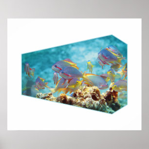 Anthias fish at coral reef - fotografische Gestalt Poster