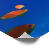 Anthias LyRetail am Korallenriff Poster (Ecke)